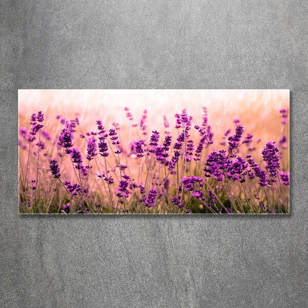 Acrylbild Fotodruck Lavendel