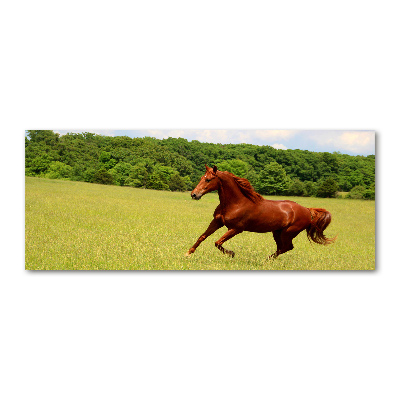 Acrylbild Fotodruck Ein Pferd auf der Wiese