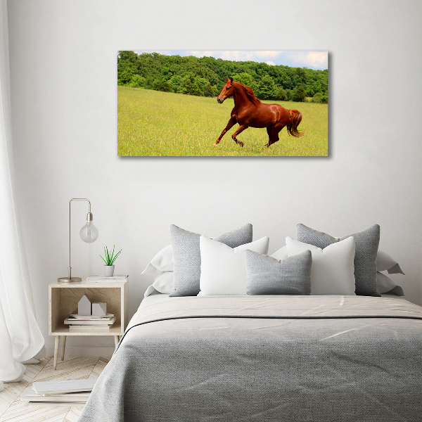 Acrylbild Fotodruck Ein Pferd auf der Wiese