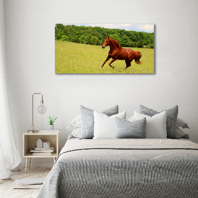 Acrylbild Fotodruck Ein Pferd auf der Wiese