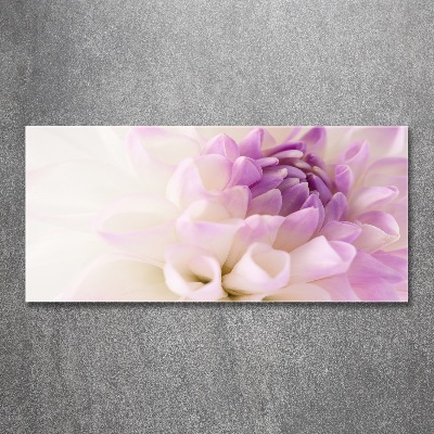 Bild auf Acrylglas Weiße Dahlie