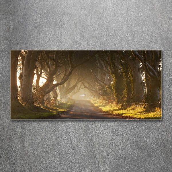 Acrylglas-Druck Nebel im Wald