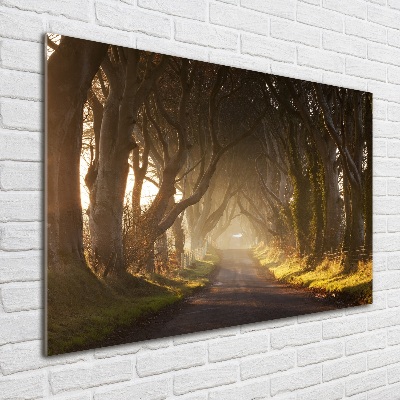 Acrylglas-Druck Nebel im Wald
