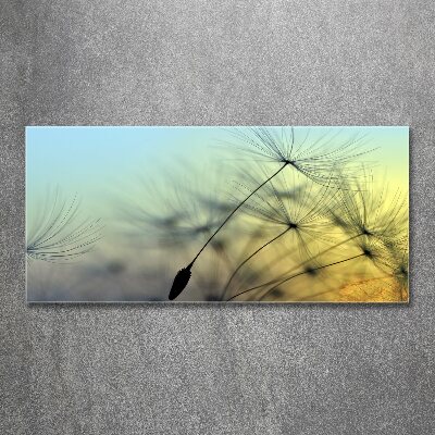 Bild auf Acrylglas Löwenzahnsamen