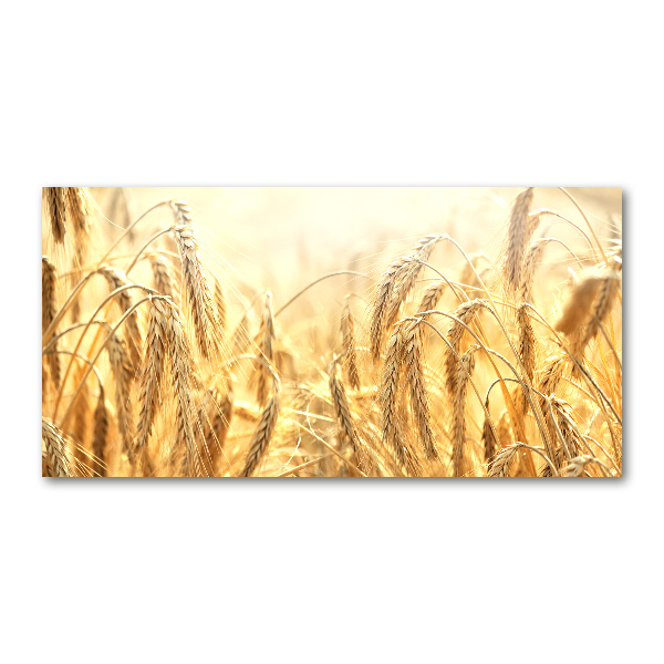Acrylbild Fotodruck Getreide