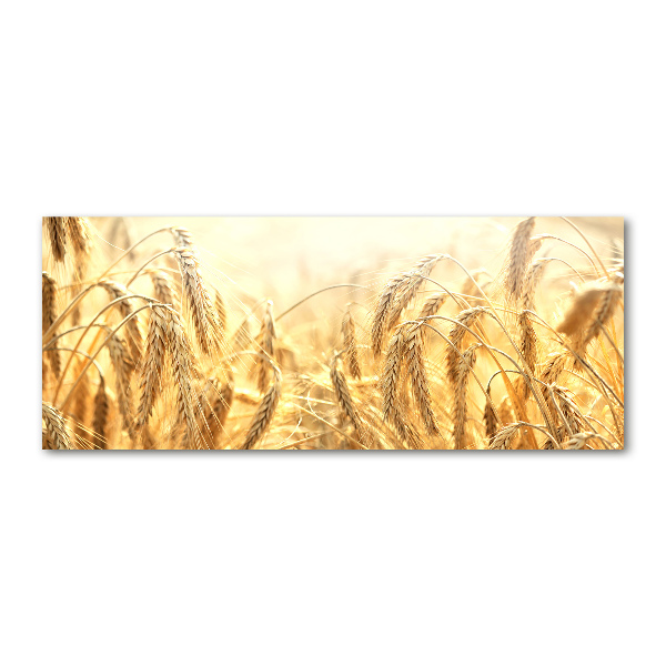 Acrylbild Fotodruck Getreide