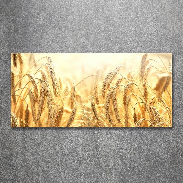 Acrylbild Fotodruck Getreide