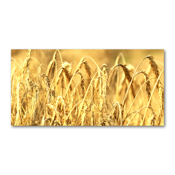 Acrylglas-Druck Getreide
