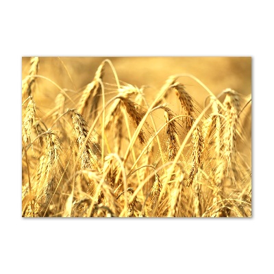 Acrylglas-Druck Getreide