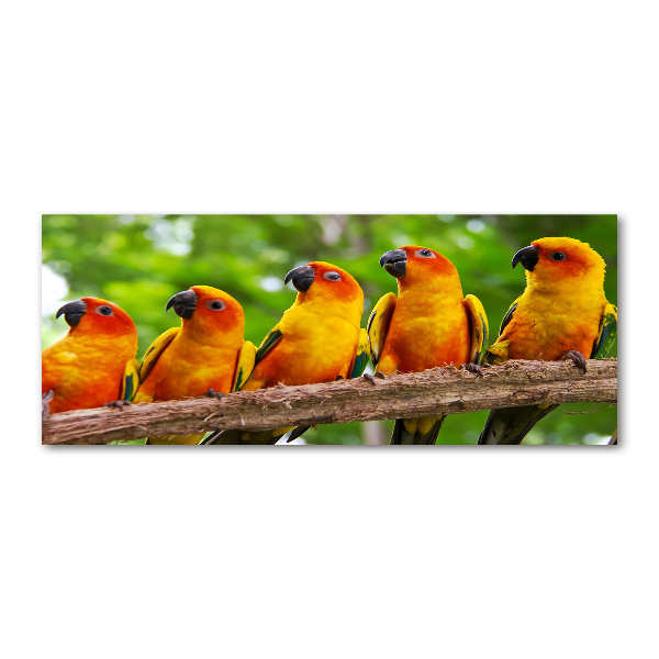 Acrylglas-Druck Papageien auf einem Ast