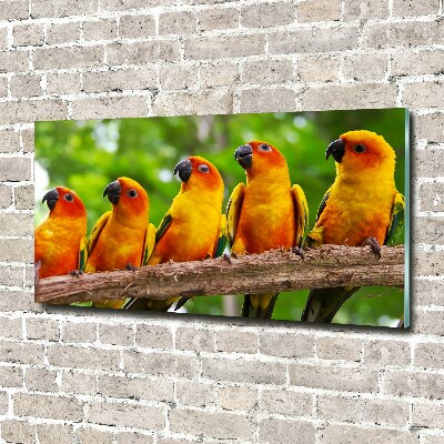 Acrylglas-Druck Papageien auf einem Ast