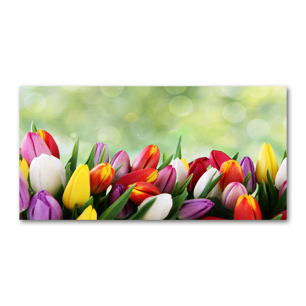 Foto auf Acryl Bunte Tulpen