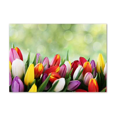 Foto auf Acryl Bunte Tulpen