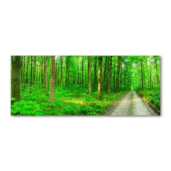 Acrylbild Fotodruck Bäume im Wald