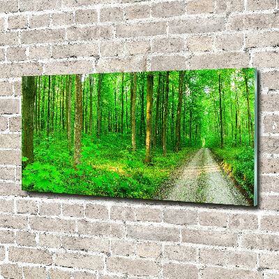 Acrylbild Fotodruck Bäume im Wald