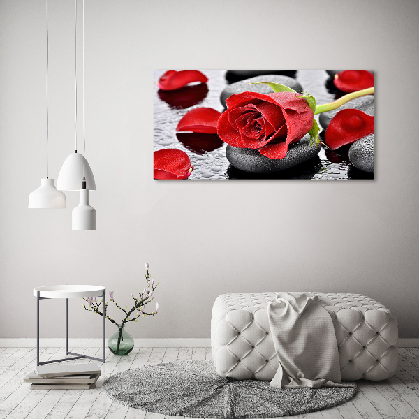 Foto auf Acryl Rote Rose