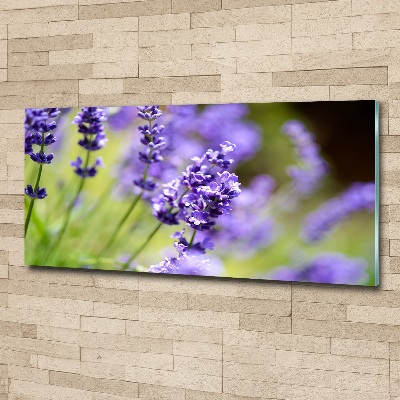 Acrylglas-Druck Lavendel