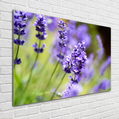 Acrylglas-Druck Lavendel