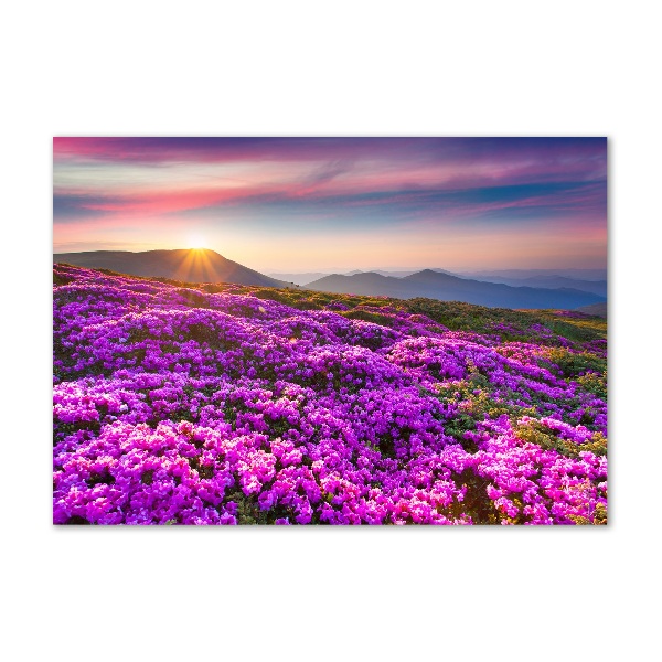 Bild auf Acrylglas Blumen in den Bergen