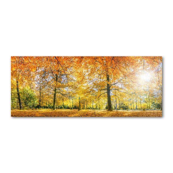 Acrylbild Fotodruck Wald im Herbst
