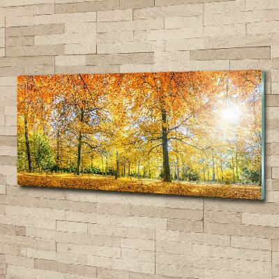 Acrylbild Fotodruck Wald im Herbst