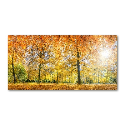 Acrylbild Fotodruck Wald im Herbst
