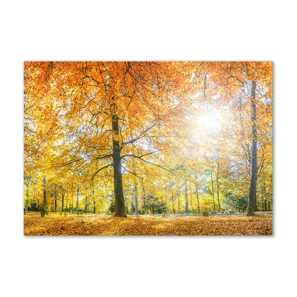 Acrylbild Fotodruck Wald im Herbst