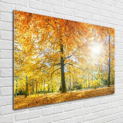 Acrylbild Fotodruck Wald im Herbst