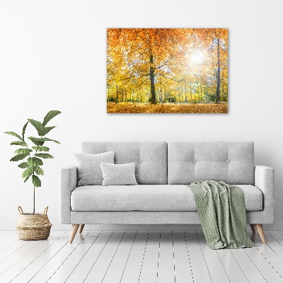 Acrylbild Fotodruck Wald im Herbst