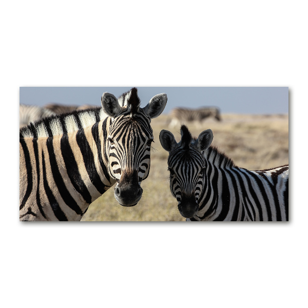 Acrylbild Fotodruck Zwei Zebras