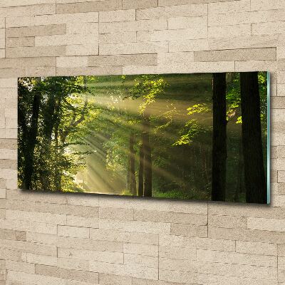 Bild auf Acrylglas Wald in der Sonne