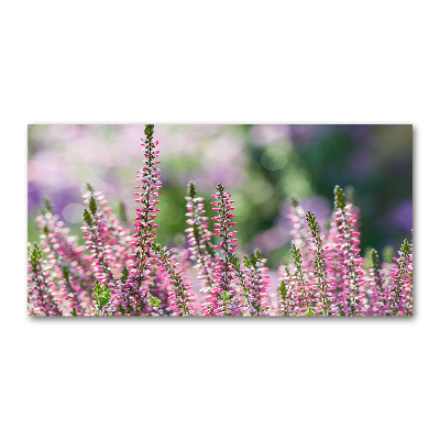 Foto auf Acryl Heidekrautblüten
