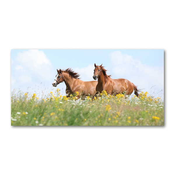 Acrylglas-Druck Zwei galoppierende Pferde