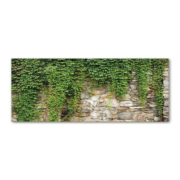 Bild auf Acrylglas Grüner Efeu