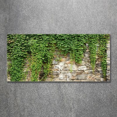 Bild auf Acrylglas Grüner Efeu