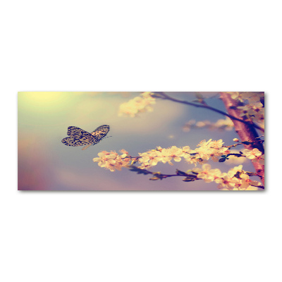 Foto auf Acryl Kirschblüte und Schmetterling