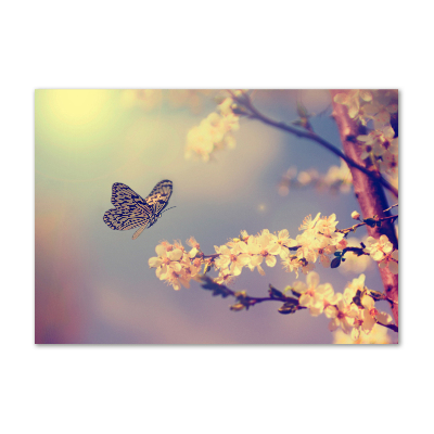 Foto auf Acryl Kirschblüte und Schmetterling
