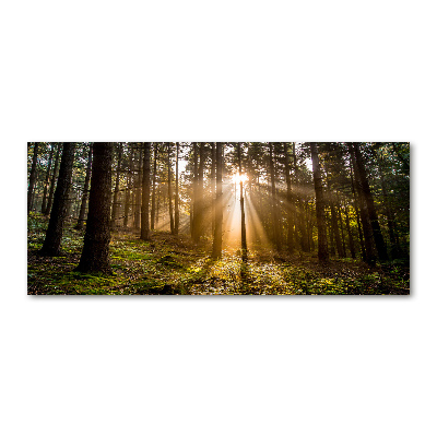 Acrylbild Fotodruck Sonnenlicht