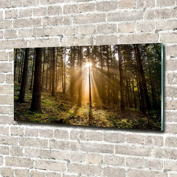 Acrylbild Fotodruck Sonnenlicht