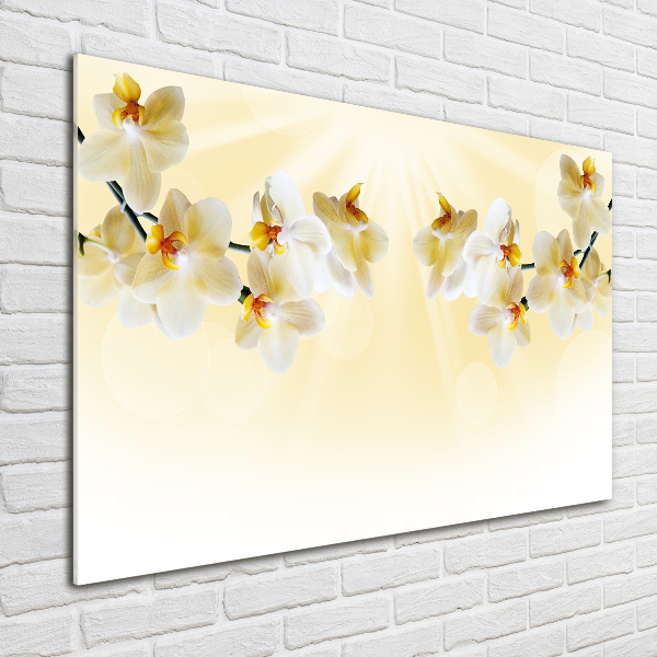 Acrylglas-Druck Orchidee