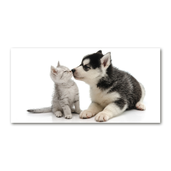 Bild auf Acrylglas Hund und Katze