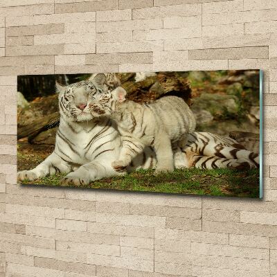 Acrylbild Fotodruck Tiger