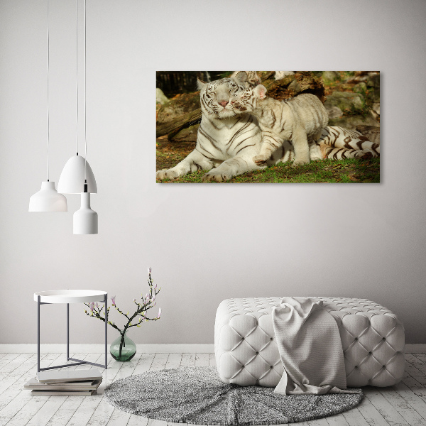 Acrylbild Fotodruck Tiger