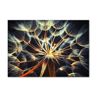 Acrylbild Fotodruck Löwenzahn