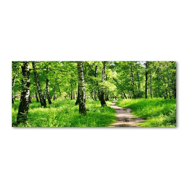 Bild auf Acrylglas Birkenwald