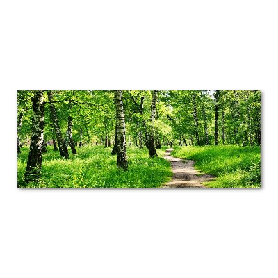 Bild auf Acrylglas Birkenwald