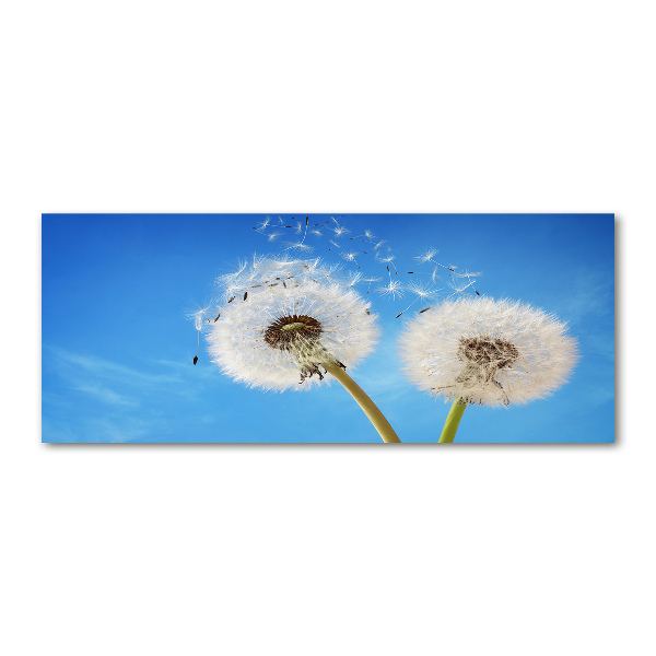 Foto auf Acryl Löwenzahn