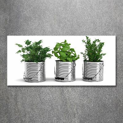 Bild auf Acrylglas Aromatische Pflanzen