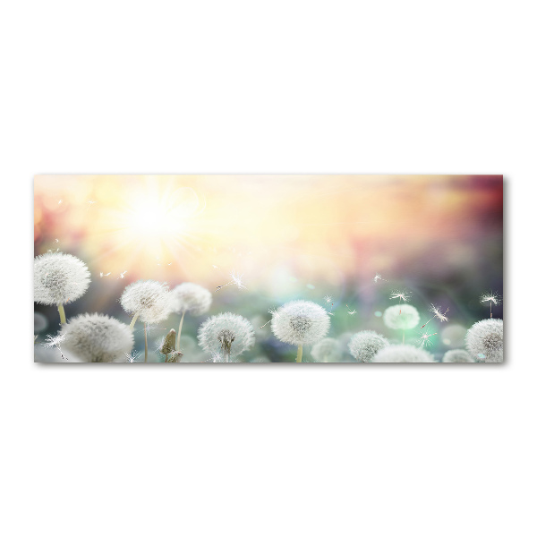 Acrylglas-Druck Löwenzahnfeld