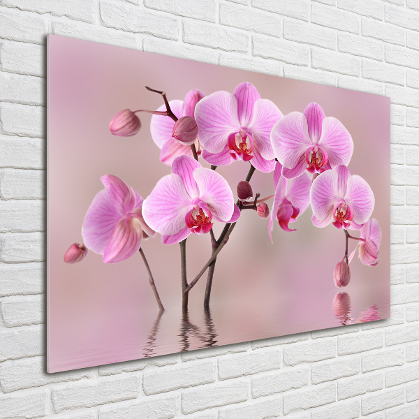 Bild auf Acrylglas Rosa Orchidee